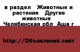  в раздел : Животные и растения » Другие животные . Челябинская обл.,Аша г.
